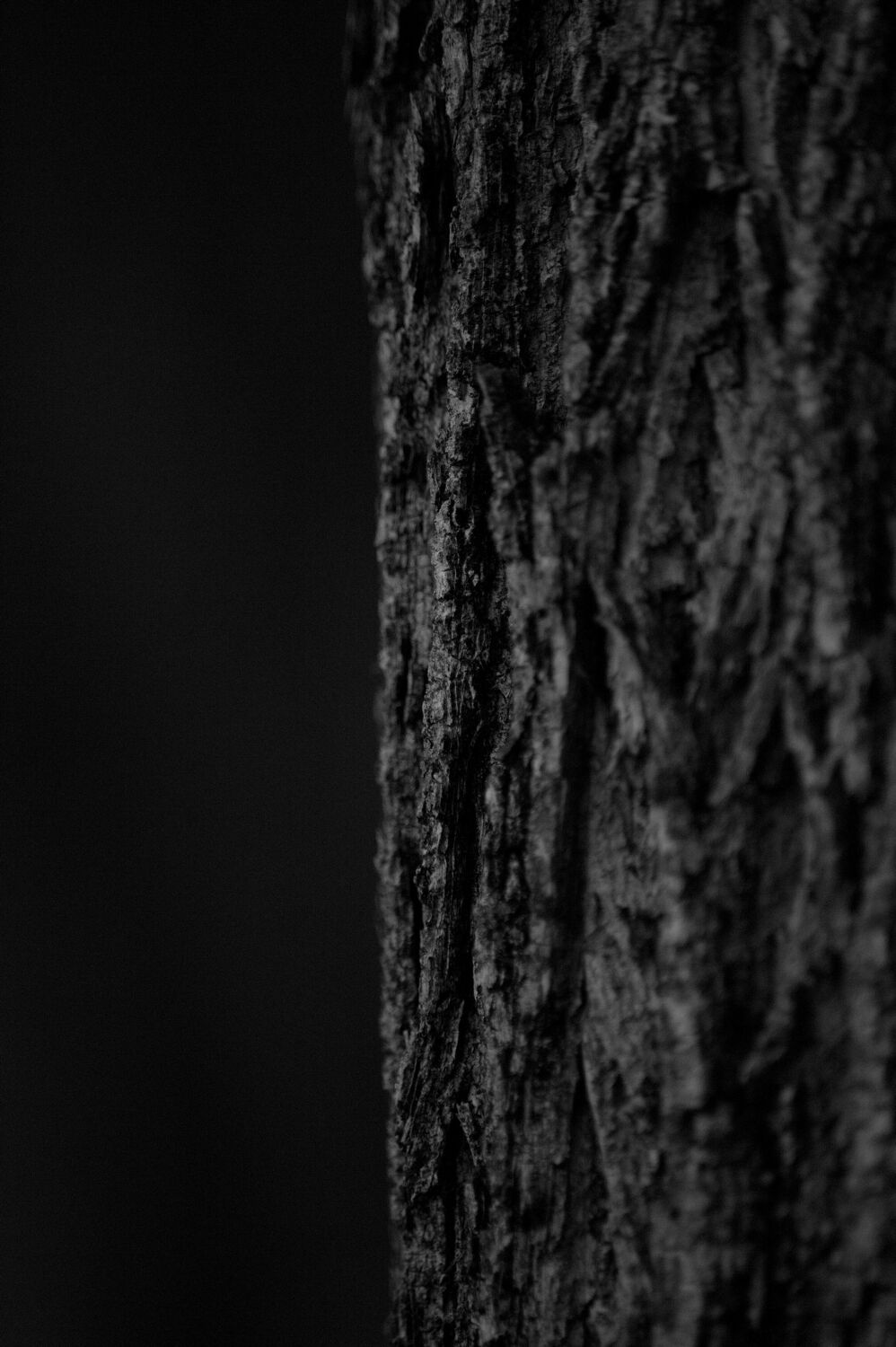 Bild mit Baum, Baumstamm, Baumrinde, schwarz & weiss, Schwarz/Weiß Fotografie
