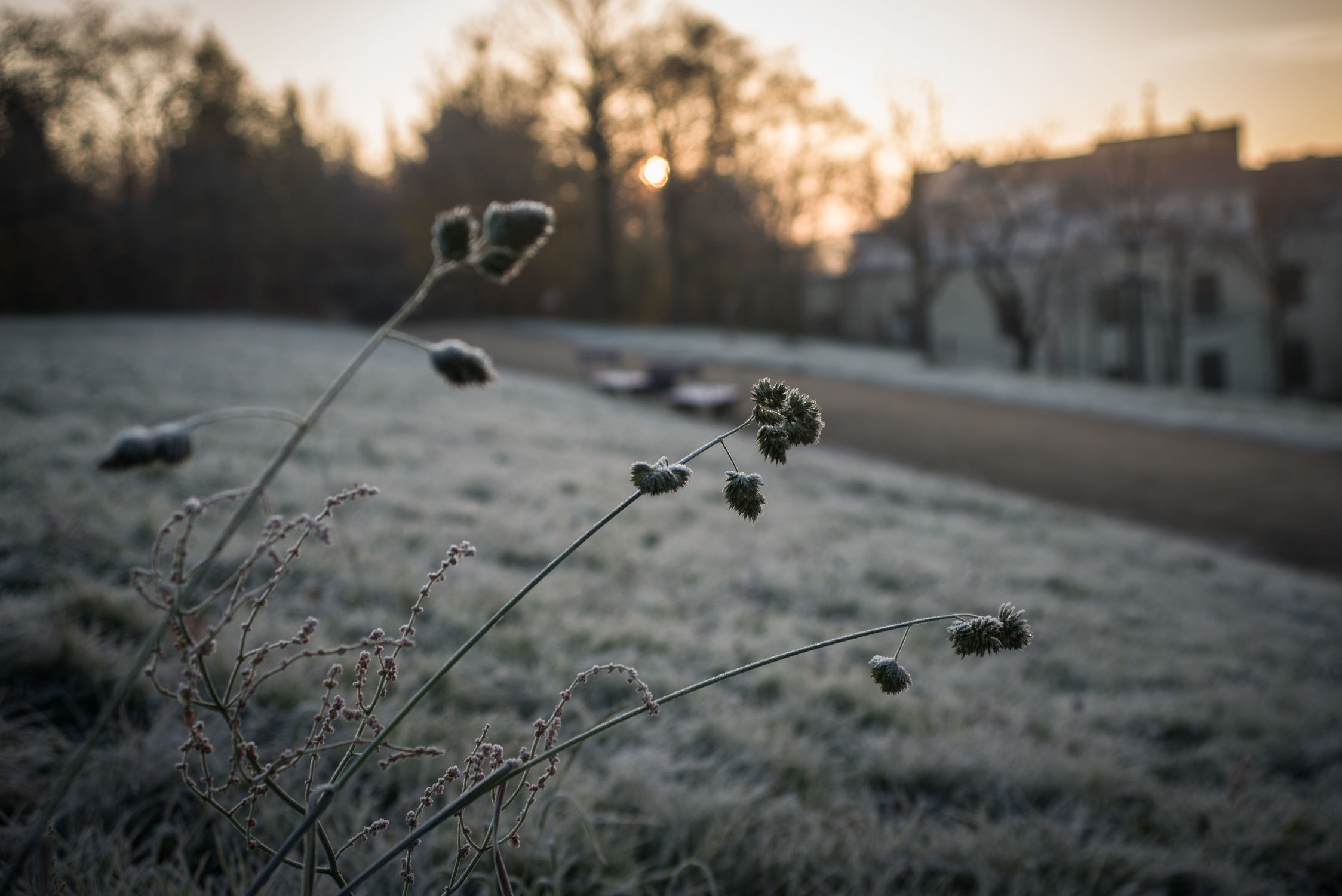 Bild mit Natur, Winter, Gras, Görlitz, Frost, Morgenstimmung, Morgenlicht
