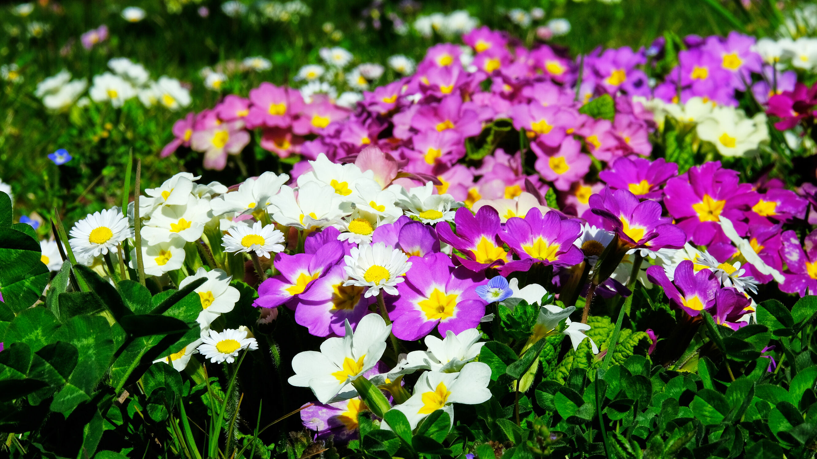 Bild mit Blumen, Frühling, Wiese, frühlingsblumen, farbenfroh