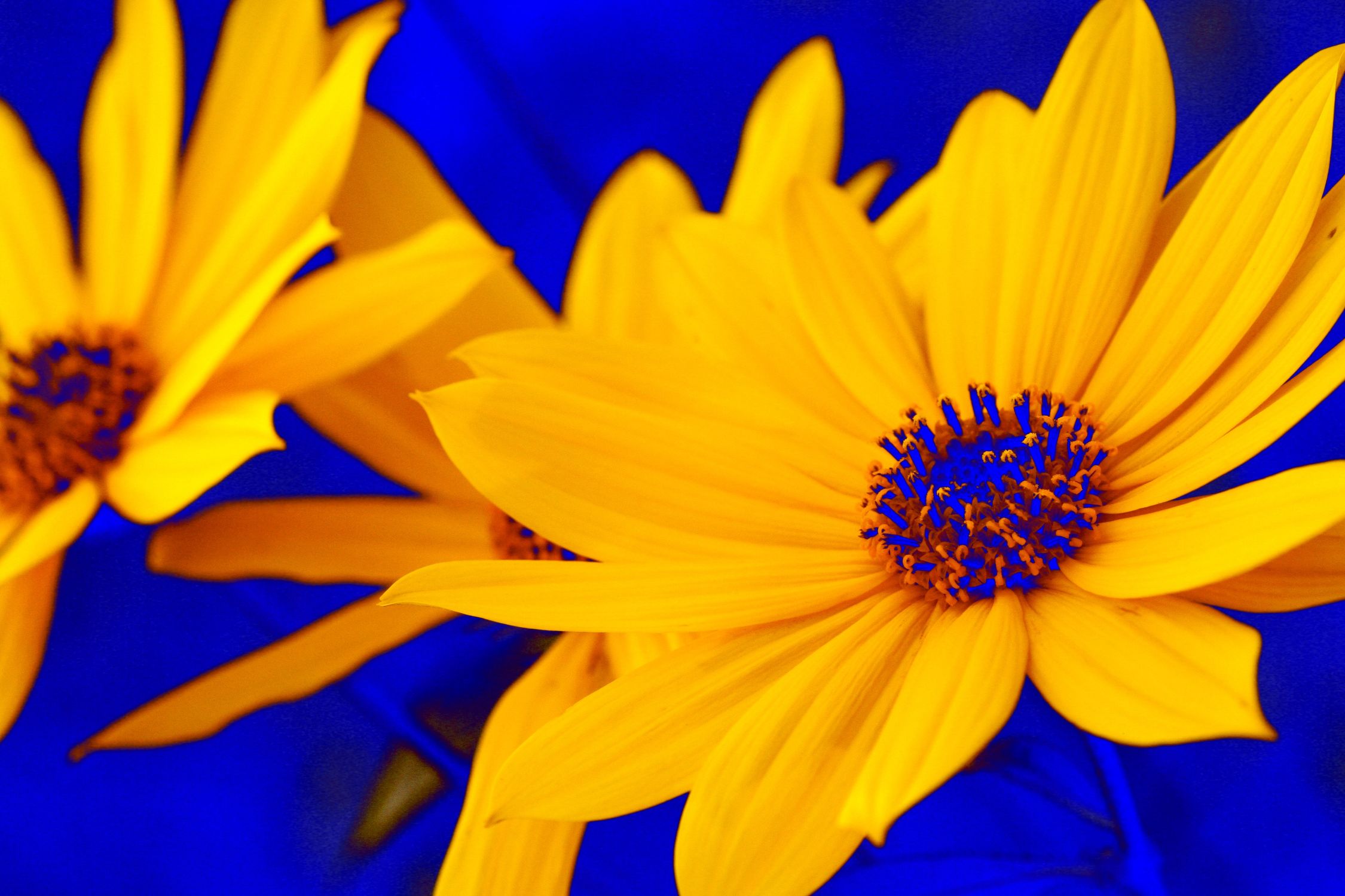 Bild mit Farben, Gelb, Natur, Pflanzen, Blumen, Korbblütler, Blau, Sonnenblumen
