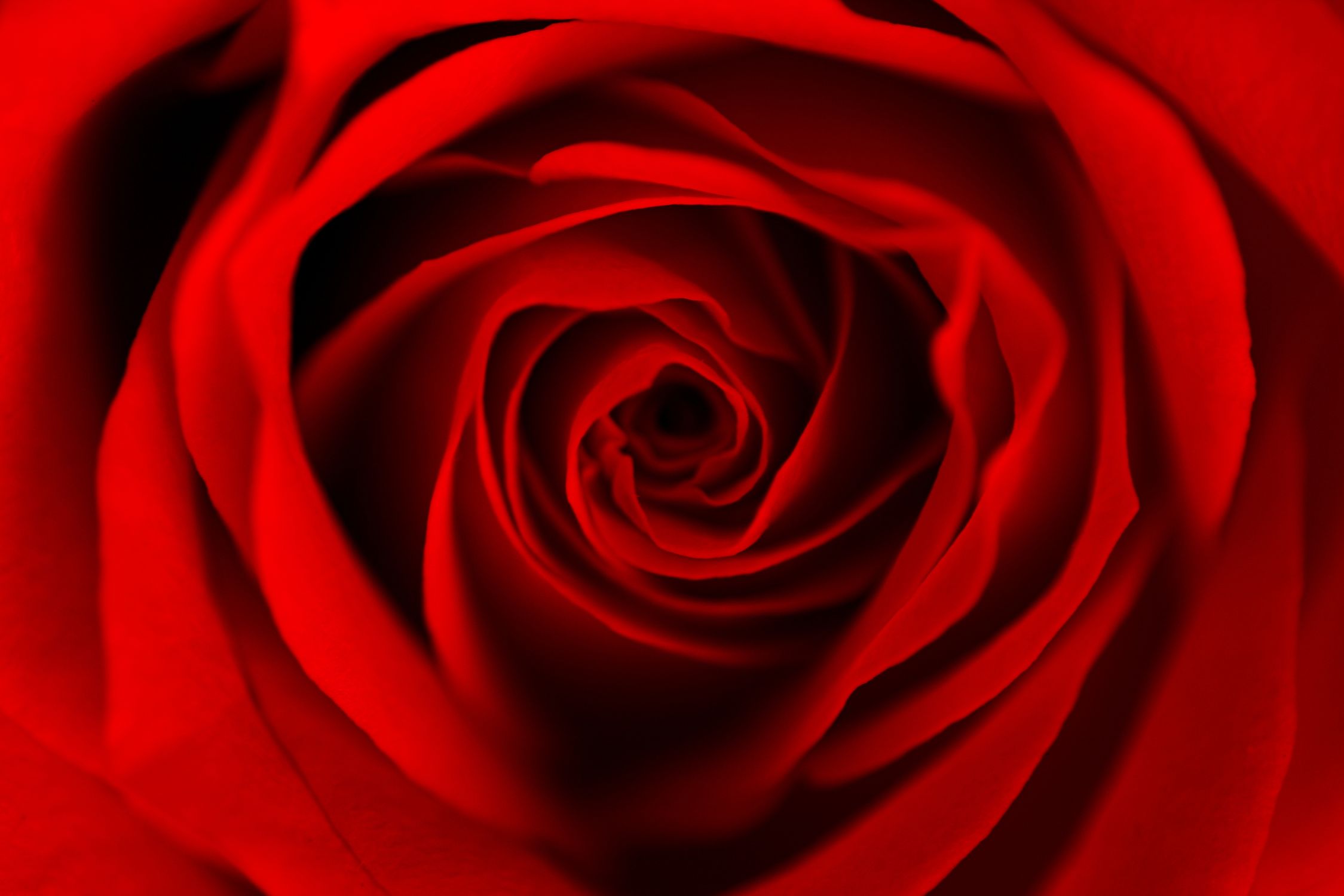Bild mit Natur, Pflanzen, Blumen, Blumen, Rosen, Blume, Pflanze, Rose, Roses, Makro Rose, rote Rose, Rosenblüte, Flower, Flowers, Blumen im Makro