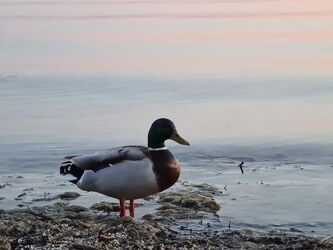 Bild mit Wasser, Enten, Bodensee
