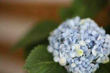 Bild mit Natur, Blumen, Frühling, Blau, Makro, Flower, Blüten, Hortensie, spring, Hortensienblüte