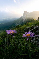 Bild mit Natur, Blumen, Sonnenuntergang, Alpen, Landschaft, Wiese, Blüten, Lichtstimmungen, Schweiz, Saxer Lücke