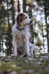 Bild mit Hunde, Sonne, Wald, Märchenwald, Spaziergang, Fotografien Tiere, Sonnenstrahlen