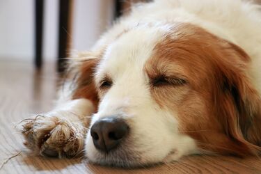 Bild mit Hund, Ruhe, süss, Schlaf, Zufrieden