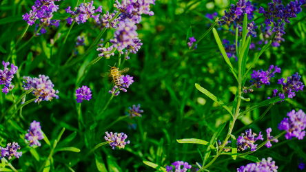 Bild mit Lavendel, Lavendel Blumen Bilder, Biene, Lavendelblüte, Lavendelblüten