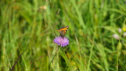 Bild mit Schmetterlinge, Makrofotografie, Makroaufnahme, Blumen im Makro, Schmetterling