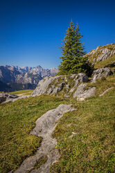 Bild mit Berge, Tirol, Alpen, Alpenland, Steine, Blume, Blauer Himmel, Tannenbaum, Tannenzapfen, blauer Himmel Sonnenschein