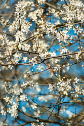 Bild mit Natur, Frühling, Makrofotografie, blühender Kirschbaum, Naturfotografie