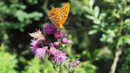 Bild mit Natur, Blume, Distel, Schmetterling, blühende Disteln, Bayern