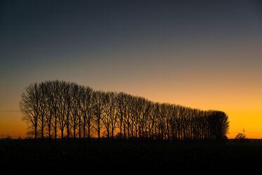 Baumreihe im Sonnenuntergang