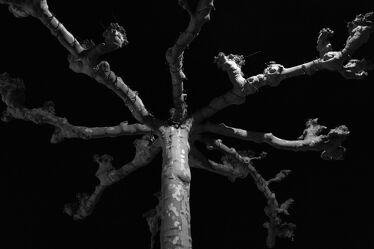 Bild mit Natur, Baum, Abstrakt, Baumrinde, schwarz & weiss, Minimalistisch, Monocrom, plantane