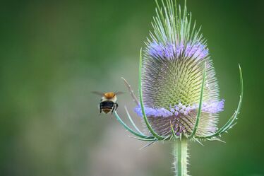 Bild mit Natur, Natur, Pflanze, Distel, blühende Disteln, Wildlife, Biene, Honigbiene, Flug
