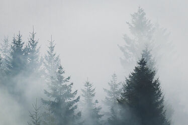 Bild mit Natur, Landschaften, Nadelbäume, Nebel, Harz, Naturfotografie, Nebelwolke, Brockengipfel