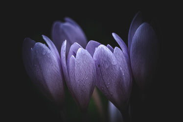 Bild mit Violett, Pflanze für Schönheit und Gesundheit, Blumen & Makro, herbstblumen, Herbststimmung, Blumenmakro, lila Blume, lila Blüten, purple, herbstzeitlose