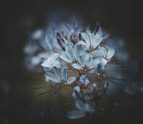 Hellblaue Blüten