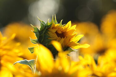 Bild mit Blumen, Sonnenblumen, Flower, Flower, Sonnenblume, Sunflower, Feldblume, nahaufnahme, Sonnenblumenfeld