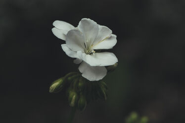Weiße Blumenblüte