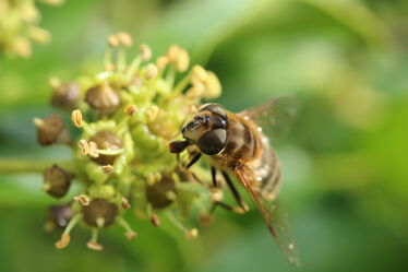 Biene auf eine Blüte