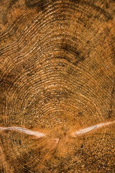 Bild mit Baum, Holzstruktur, Baumstämme, Holzstämme, Holzschnitt, Baumfäller