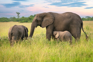 Bild mit Natur, Landschaften, Elefanten, Fauna, Reisen, Afrika, Wildlife, safari, Afrikanische Elefanten, Uganda