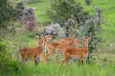 Bild mit Tiere, Säugetiere, Natur, Landschaften, Fauna, Reisen, Afrika, safari, antilope, Uganda