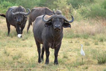 Kaffernbüffel, Uganda