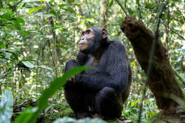 Bild mit Tiere, Natur, Nationalparks, Menschenaffen, Schimpansen, Fauna, Reisen, Afrika, Wildlife, Uganda