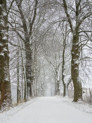 Bild mit Schnee, Laubbäume, Strasse, weiss, Oberlausitz, Landschaften im Winter, baumallee, Frost Winter, Winterzauber