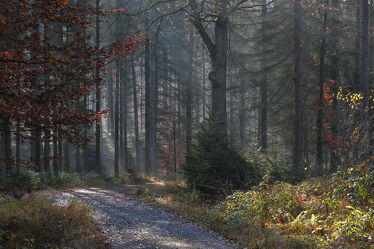 Bild mit Natur, Herbst, Wege, Wald, Licht, Elbsandsteingebirge, Wandern, Morgenstimmung, Dunst, sächsische schweiz