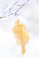 Bild mit Orange, Natur, Winter, Schnee, Laubblatt, winterlandschaft, Frost, Buchenblätter, hängen, schneebedeckt