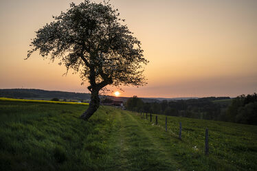 Sonnenuntergang mit altem Obstbaum in der Rhön