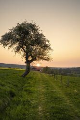 Bild mit Frühling, Sonnenuntergang, Sonne, Obstbaum, Wiese, Spazierweg, Abendstimmung, hessen, Rapsfeld, Rhön