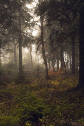 Mystischer Wald 2