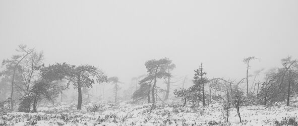Bild mit Natur, Winter, Schnee, Nebel, Baum, Kiefer, Landschaft, Moor, Rhön, Schwarzes Moor