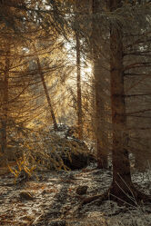 Mystische Lichtstimmung im Fichtenwald