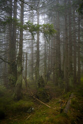 Mystische Nebelstimmung im Bergfichtenwald 1