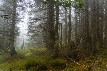 Bild mit Natur, Nebel, Wald, Landschaft, Fichte, mystisch, Polen, Riesengebirge, Karpacz, bergwald