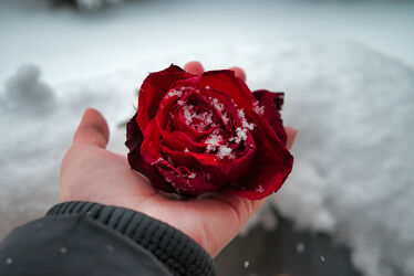 Handfläche mit einem Rosen Kopf