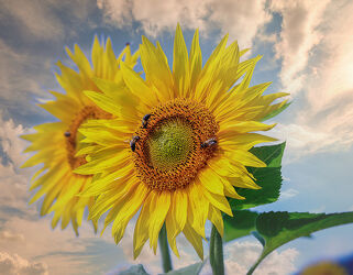 Bild mit Blumen, Sommer, Sonnenblume, Sonnenblumenkopf