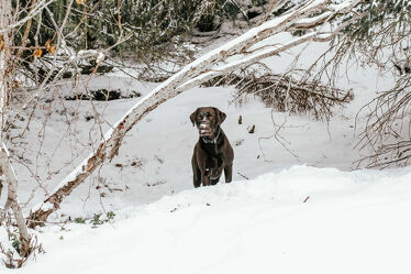 Bild mit Schnee, Haustiere, Hund, Dog, Rassehund, labrador