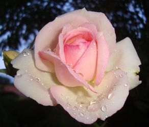 Blütenzauber Rose
