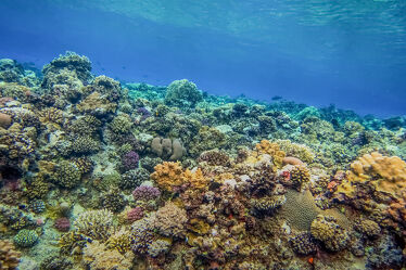 buntes korallenriff