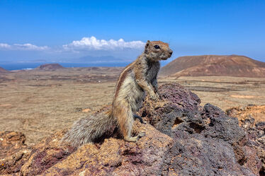 Atlashörnchen am Calderon Hondo (Fuerteventura)