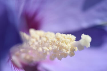 Hibiskus violett Nahaufnahme Blütenstempel