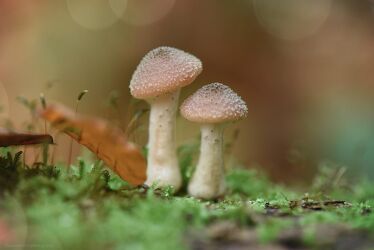 Bild mit Natur, Beige, Wald, Makrofotografie, Pilze, Liebe