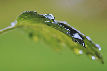 Bild mit Natur, Grün, Makro, Regentropfen, Die Magie des Wassers