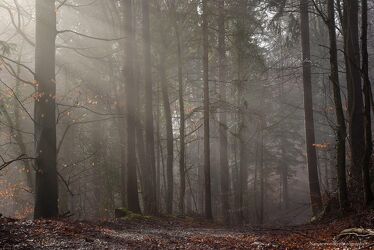 Bild mit Natur, Bäume, Nebel, Wald, Licht, mystisch, lichtstrahlen