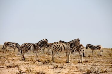 Bild mit Africa, Reisefotografie, Zebraherde, african Style, safari, namibia, travel to Namibia